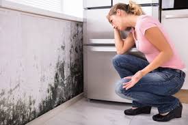 Best Mold Damage Restoration  in Oquawka, IL